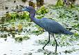 Little Blue Heron-9